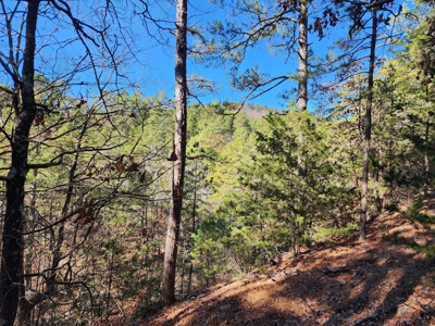 Southeast Oklahoma Timberland Property For Sale - image 32