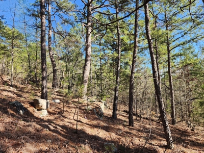 Southeast Oklahoma Timberland Property For Sale - image 24