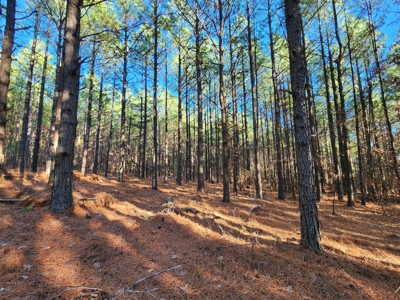 Southeast Oklahoma Timberland Property For Sale - image 34