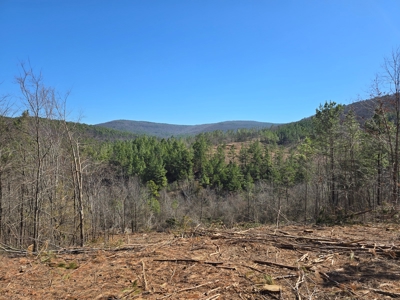 Southeast Oklahoma Timberland Property For Sale - image 6