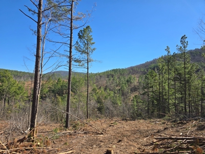 Southeast Oklahoma Timberland Property For Sale - image 7