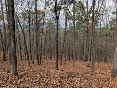 Southeast Oklahoma Timberland Property For Sale - image 17
