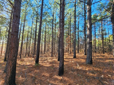 Southeast Oklahoma Timberland Property For Sale - image 33