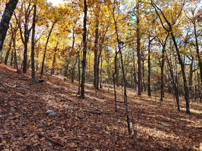 Southeast Oklahoma Timberland Property For Sale - image 22