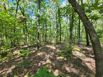 Southeast Oklahoma Timberland Property For Sale - image 27