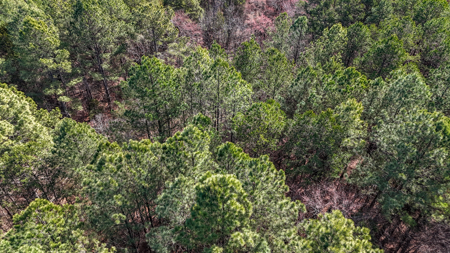 Auction! Rolling Acreage in Cabarrus County NC - image 10