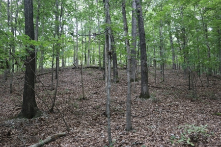Cave Property For Sale in the Ozarks - image 21