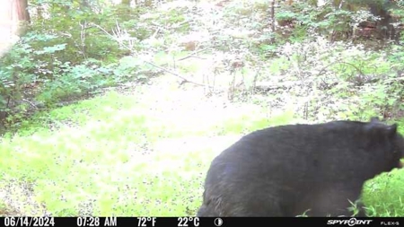 Stoney Mountain Farm – 559 Acres of Pristine Northern VA - image 24
