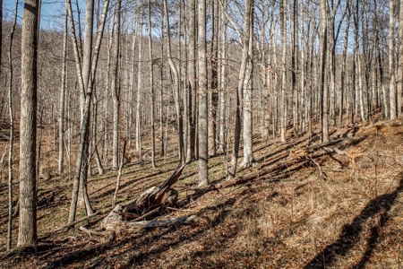 Stoney Mountain Farm – 559 Acres of Pristine Northern VA - image 15