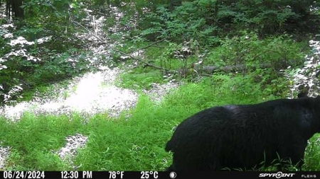 Stoney Mountain Farm – 559 Acres of Pristine Northern VA - image 23