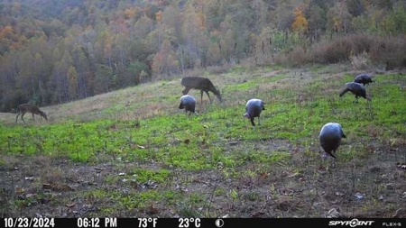 Stoney Mountain Farm – 559 Acres of Pristine Northern VA - image 33