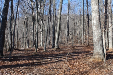 Stoney Mountain Farm – 559 Acres of Pristine Northern VA - image 6