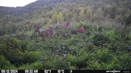 Stoney Mountain Farm – 559 Acres of Pristine Northern VA - image 37