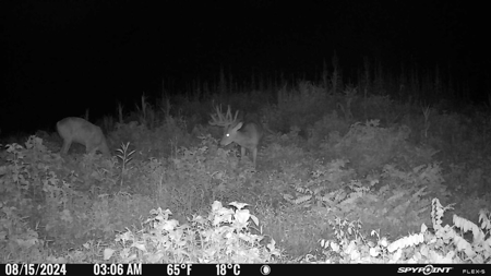 Stoney Mountain Farm – 559 Acres of Pristine Northern VA - image 27