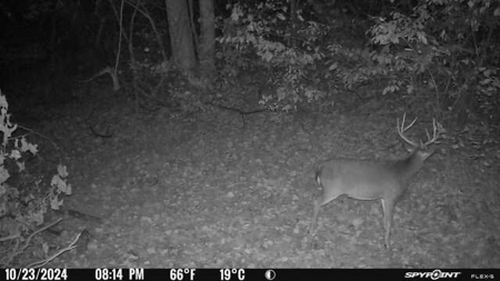 Stoney Mountain Farm – 559 Acres of Pristine Northern VA - image 20