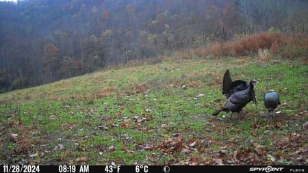 Stoney Mountain Farm – 559 Acres of Pristine Northern VA - image 26