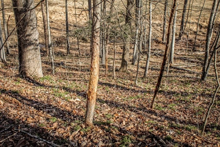 Stoney Mountain Farm – 559 Acres of Pristine Northern VA - image 16