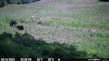 Stoney Mountain Farm – 559 Acres of Pristine Northern VA - image 34