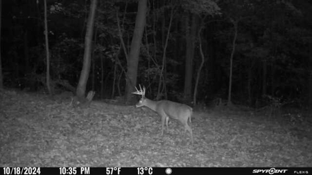 Stoney Mountain Farm – 559 Acres of Pristine Northern VA - image 19