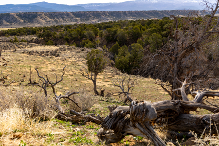 Horsefly Ranch for Sale Montrose Colorado - image 18