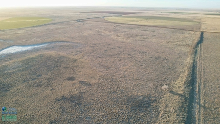 174+/- Acre Improved Grass Tract for Sale in Texas with Hunting Potential - image 18