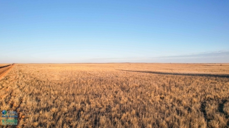 174+/- Acre Improved Grass Tract for Sale in Texas with Hunting Potential - image 2