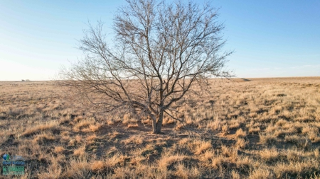 174+/- Acre Improved Grass Tract for Sale in Texas with Hunting Potential - image 11