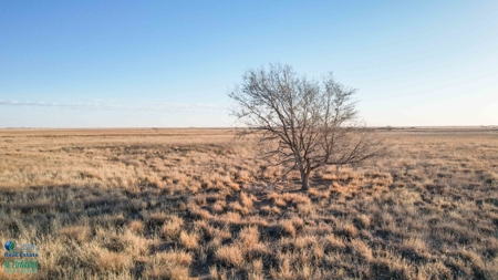174+/- Acre Improved Grass Tract for Sale in Texas with Hunting Potential - image 13