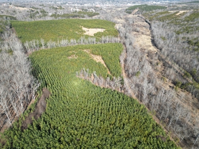 219-Acre Paradise: Timber Investment Meets Outdoor Haven, VA - image 23