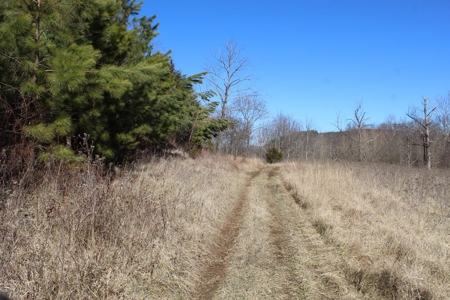 219-Acre Paradise: Timber Investment Meets Outdoor Haven, VA - image 8