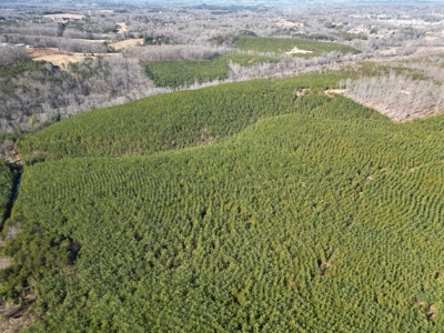 219-Acre Paradise: Timber Investment Meets Outdoor Haven, VA - image 27