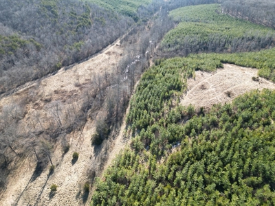 219-Acre Paradise: Timber Investment Meets Outdoor Haven, VA - image 21