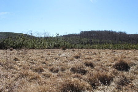 219-Acre Paradise: Timber Investment Meets Outdoor Haven, VA - image 10