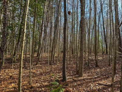Virginia Land For Sale - image 20