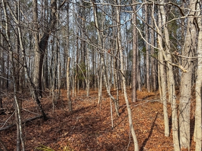 Virginia Land For Sale - image 25