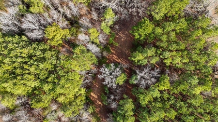 Virginia Land For Sale - image 14