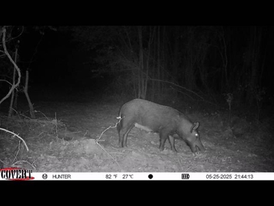 Texas Land for Sale in Winona TX East of Dallas in Smith County - image 21