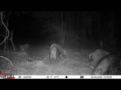 Texas Land for Sale in Winona TX East of Dallas in Smith County - image 24