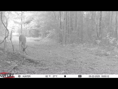 Texas Land for Sale in Winona TX East of Dallas in Smith County - image 19