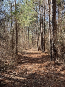 Texas Land for Sale in Winona TX East of Dallas in Smith County - image 7