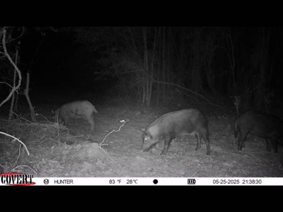 Texas Land for Sale in Winona TX East of Dallas in Smith County - image 20