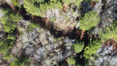 Texas Land for Sale in Winona TX East of Dallas in Smith County - image 3