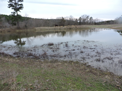 110 acres Prepper's Paradise FOR SALE IN OUACHITA NATIONAL FOREST - image 27