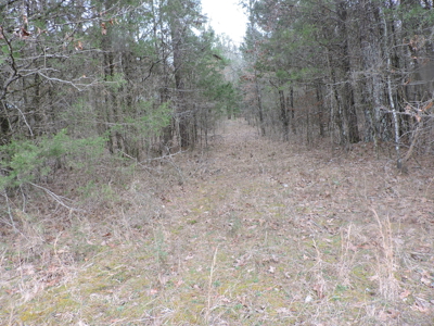 110 acres Prepper's Paradise FOR SALE IN OUACHITA NATIONAL FOREST - image 24