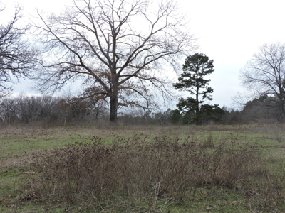 110 acres Prepper's Paradise FOR SALE IN OUACHITA NATIONAL FOREST - image 30
