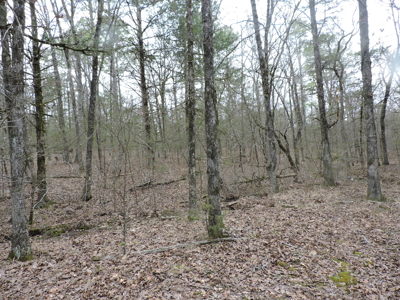 110 acres Prepper's Paradise FOR SALE IN OUACHITA NATIONAL FOREST - image 29