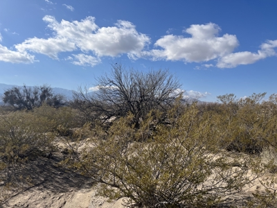 Online Cattle Ranch Land Auction 476.33 Acres (Pima, AZ) - image 31