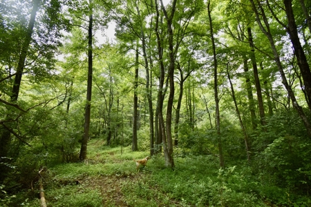 Warrick County Indiana Land For Sale - image 16