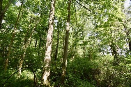 Warrick County Indiana Land For Sale - image 27
