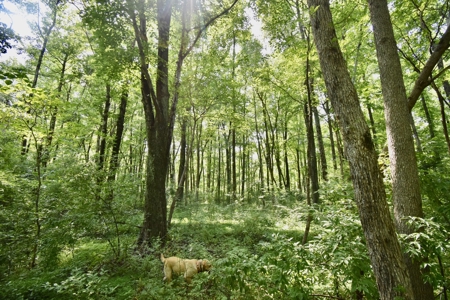 Warrick County Indiana Land For Sale - image 18